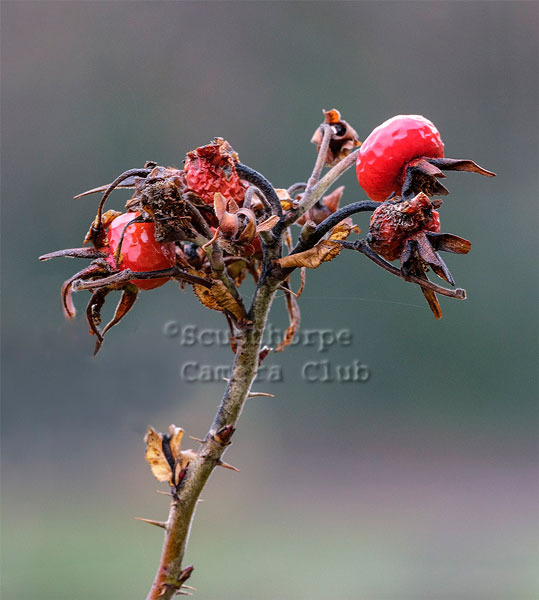 Rosehips in Decay